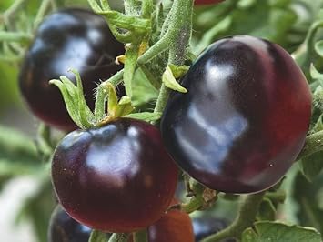 Black Tomato Solanum lycopersicum for planting in urban garden